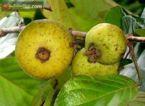 معرفی و راهنمای پرورش درختان میوه - چامپا